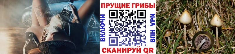 Галлюциногенные грибы Cubensis  Купить закладки  Высоковск 